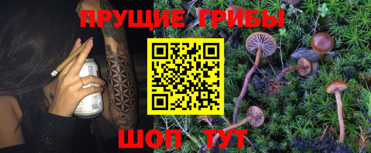 Псилоцибиновые грибы Psilocybine cubensis  как найти   Рассказово  Вход с VPN 
